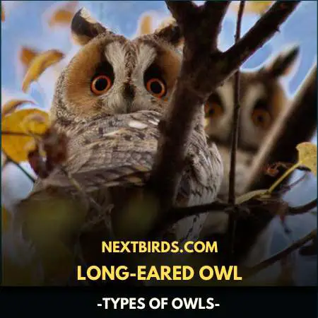 Types of Owls-18 Owls Types with Pictures
