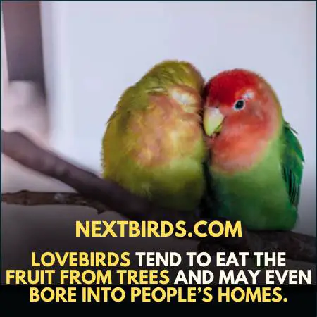 LOVEBIRDS