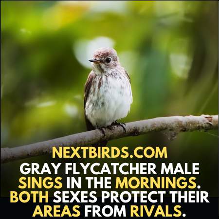 Male Gray Flycatcher sing in the morning in Louisiana