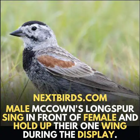 Male McCowns Longspur sings in front of females to impress them