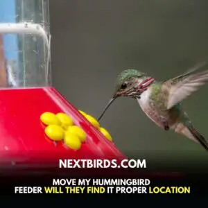 Move your Hummingbirds Feeder