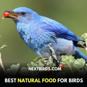 Bluebird Food Recipe