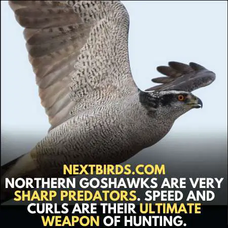 Northern goshawk use speed and curl as weapon to hunt.