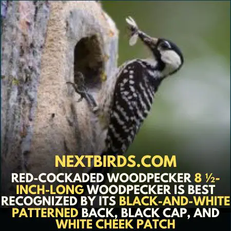 Red-cockaded-woodpecker