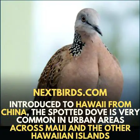 SPOTTED DOVE 
