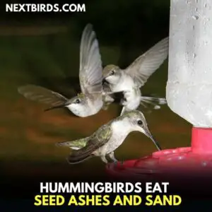 Do Hummingbirds Eat Bugs 