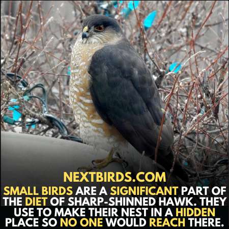 Sharp-shinned hawks are very keen of small birds.