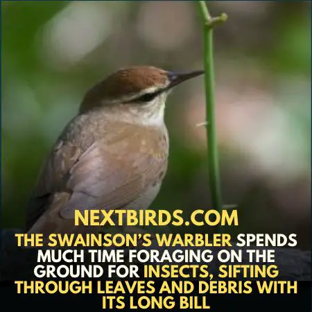 Swainson’s-warbler Birds of South Carolina