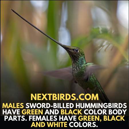 Sword Billed Hummingbird have different physical appearances