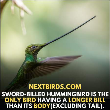 Sword Billed Hummingbird is the only bird having a longer bill than its body