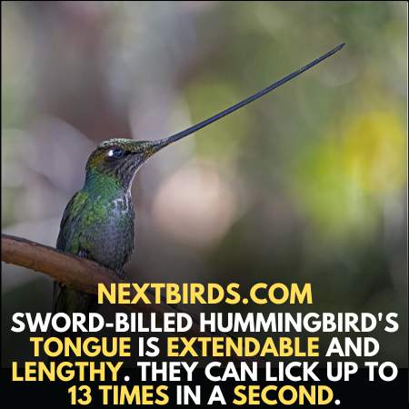 Sword Billed Hummingbird tongue is extendable