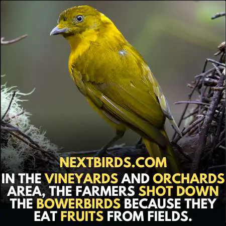 Threat to bowerbird species