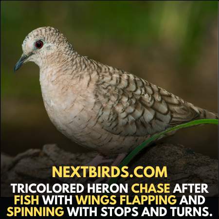 Louisiana Birds - 11 High Spot New Orlean Birds with Images - NextBirds