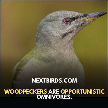 Woodpeckers are aggressive birds