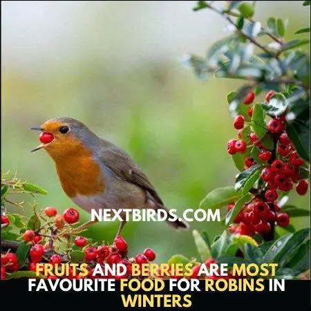 Robins Migrate for fruits