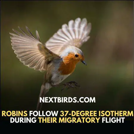 Robins Migration