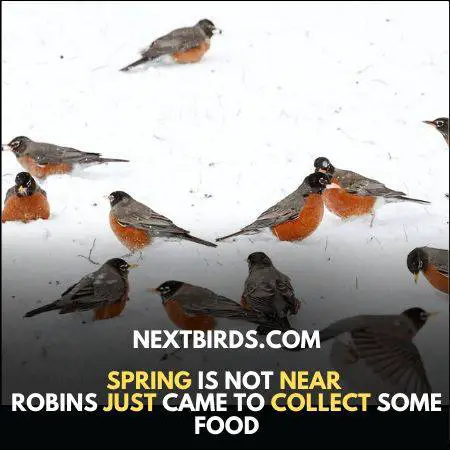Robins Migrate