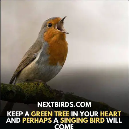 Robins sings during migration 