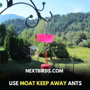 use an Ant Moat to keep safe birds