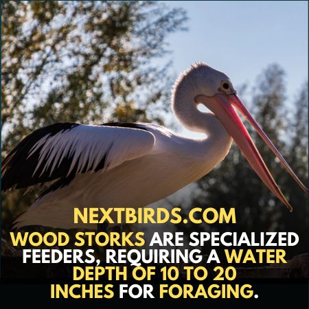 wood stork Bird