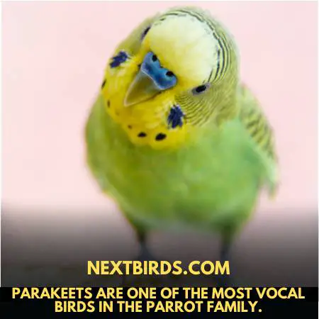 parakeets vocal