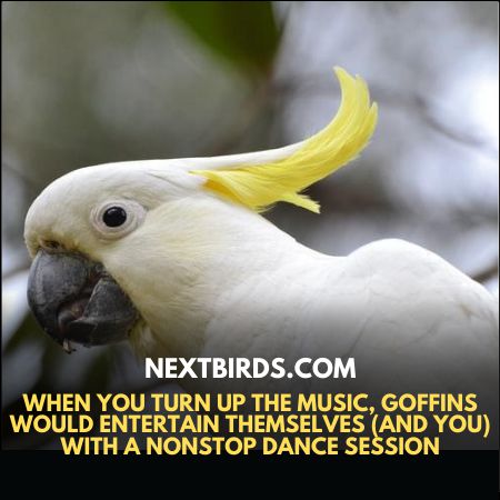When you turn up the music, Goffin Cockatoos will entertain themselves (and you) with a nonstop dance session