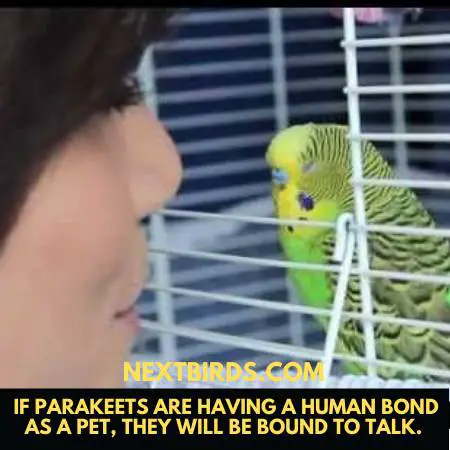 parakeets human bond