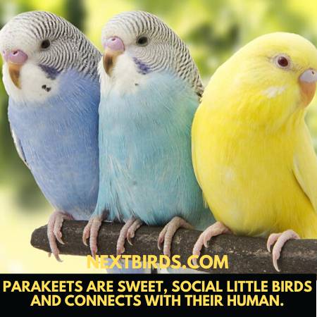 Parakeets Sound and Behavior - Can Parakeets Talk?
