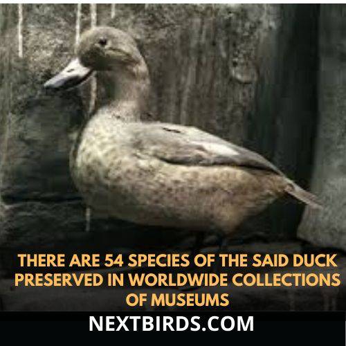 54 species of the LAbrador duck