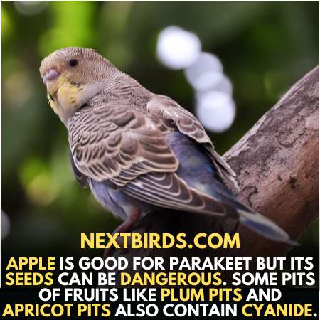 Apple seeds and plum pits are not good for parrots