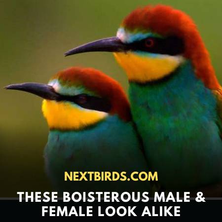 Bee-Eater Bird - 8 Interesting Key Features & Behaviour