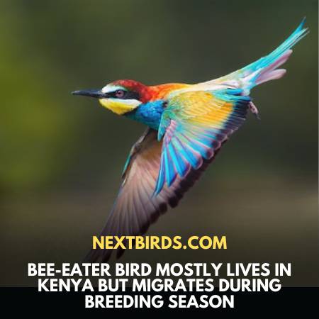 Habitat & Migration Of Bee-Eater Bird