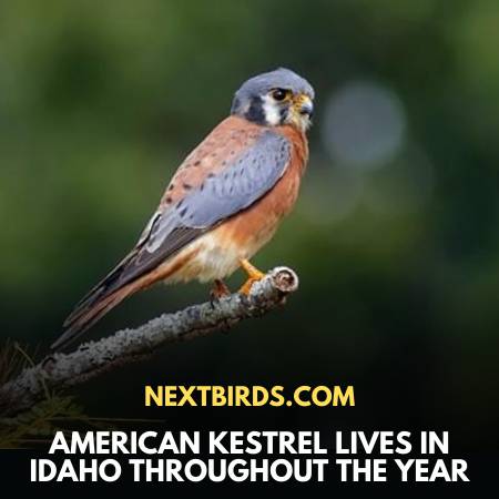 15 Amazing Birds Of Idaho - Characteristic Features & Behaviour