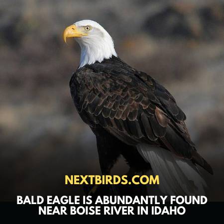 Bald Eagle - Birds Of Idaho