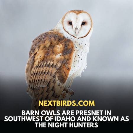 Birds Of Idaho - Barn Owl