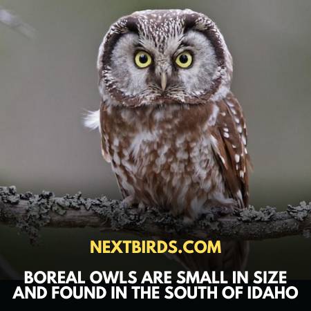 Boreal Owl In Idaho