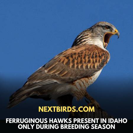 Ferruginous Hawk Of Idaho