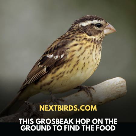 Grosbeak - Birds Of Montana