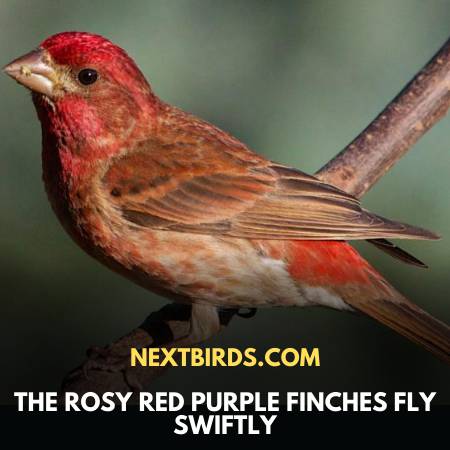 Purple Finch In Montana