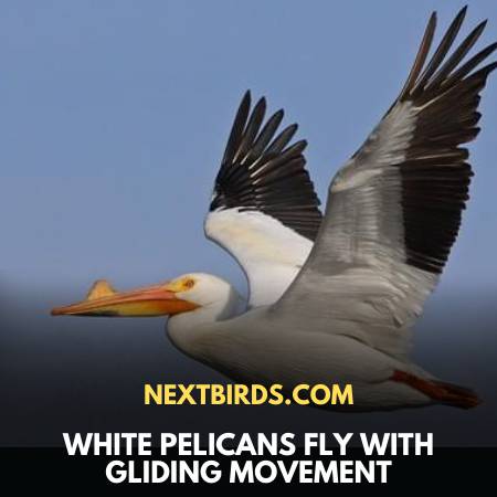 White Pelicans In Montana