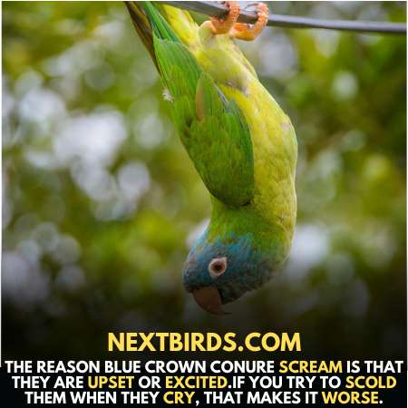 Blue Crown Parrots Scream due to excitement