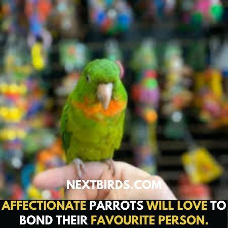 Lively Parrots make bond with person.