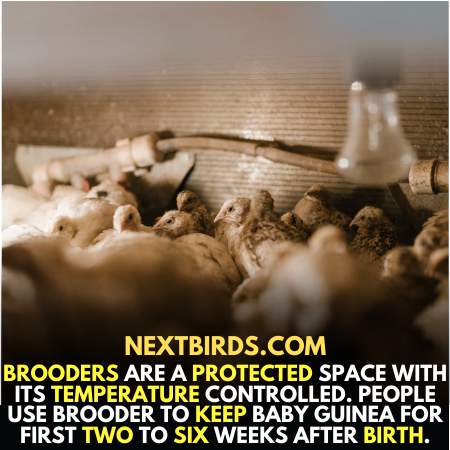 Brooder use to bring up baby guinea fowl