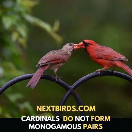 Northern cardinal Bird
