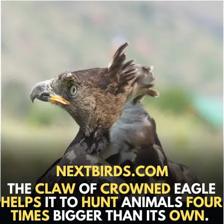 African Crowned Eagles hunt bigger animals