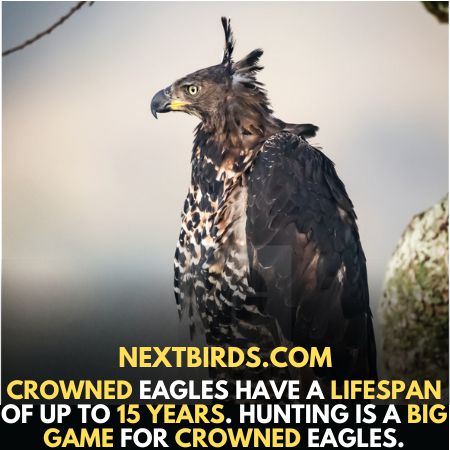Crown Eagles lifespan