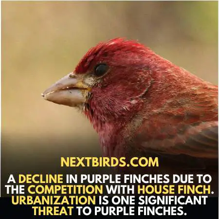 Decline of Finch species