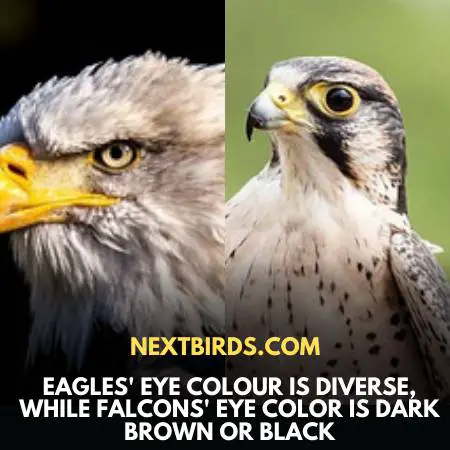 Eagle Vs. Falcon - Feature Comparison