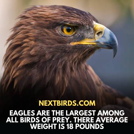 Eagle Vs. Falcon Largest Bird Of Prey
