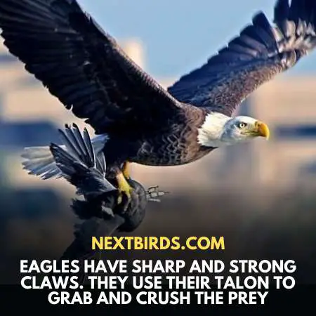 Hunting Behaviour Of Eagles